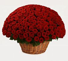 Премиум букет из: Розы в Солнечногорске